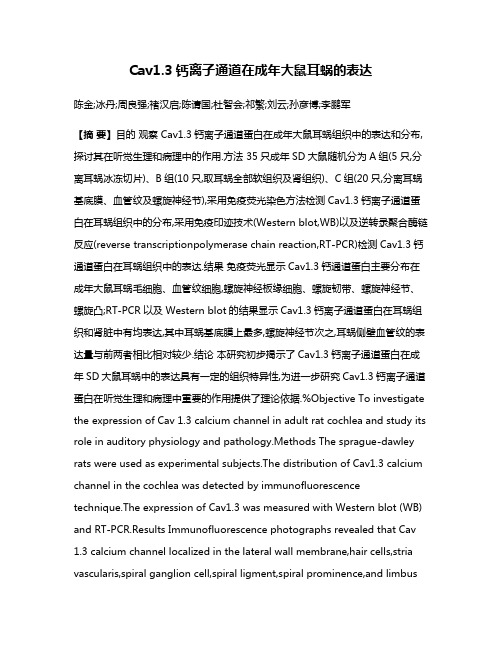 Cav1.3钙离子通道在成年大鼠耳蜗的表达