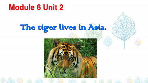 外研版英语七上M6u2 The tiger lives in Asia公开课ppt课件