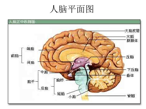 5.2 意识的本质和作用