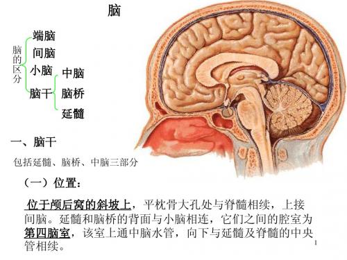 脑干