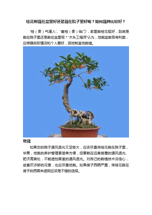 桂花树栽在盆里好还是栽在院子里好呢？如何栽种比较好？