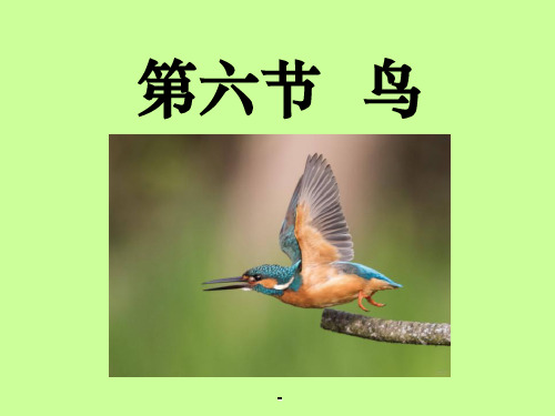 新人教版八年级生物上册_第六节鸟_PPT