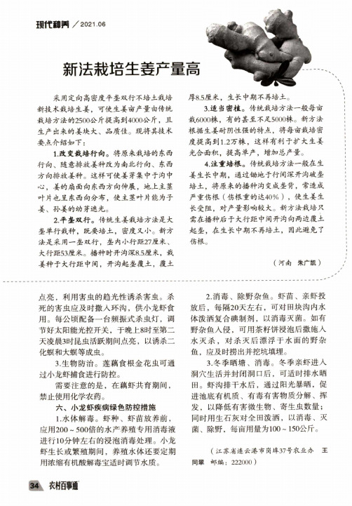 新法栽培生姜产置高