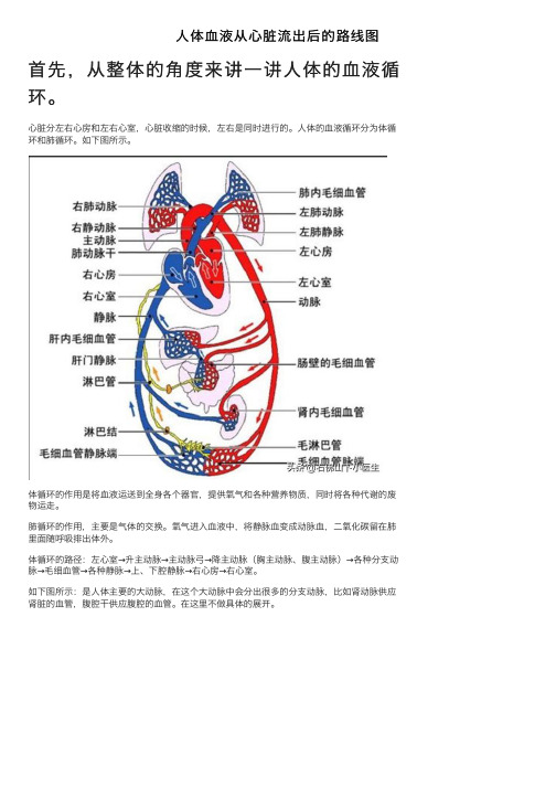 人体血液从心脏流出后的路线图