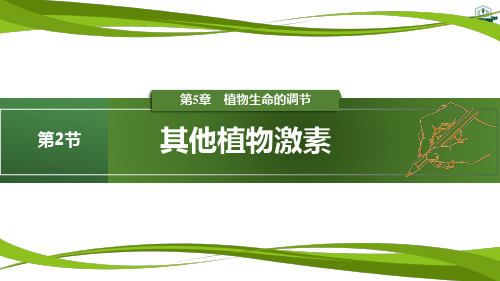 5.2 其他植物激素(人教版高中生物选择性必修一课件2023年修订)