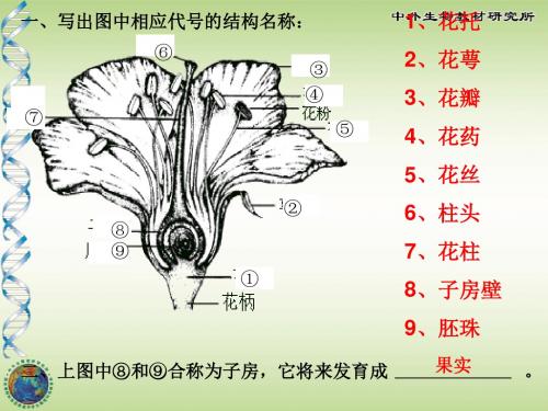 第二节植物的有性生殖