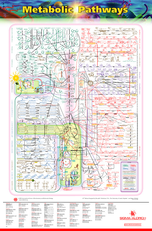 代谢途径图(英文原版)