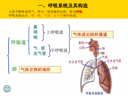 幼儿卫生保健呼吸系统[完美版]PPT