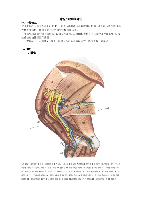 肱骨