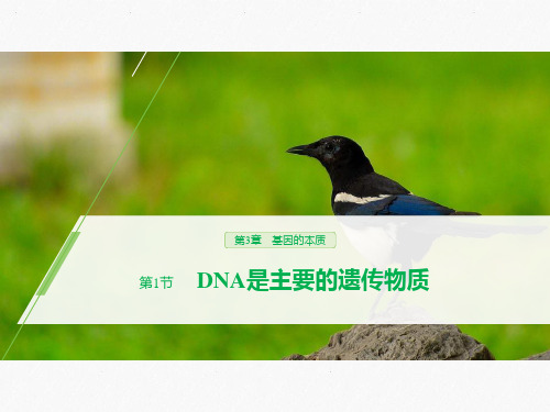 【精品推荐】人教版高中生物必修二 第3章 第1节 精美课件