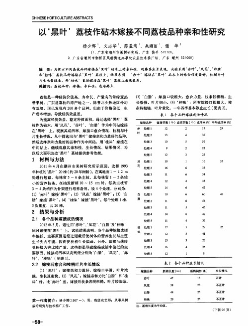 以‘黑叶’荔枝作砧木嫁接不同荔枝品种亲和性研究