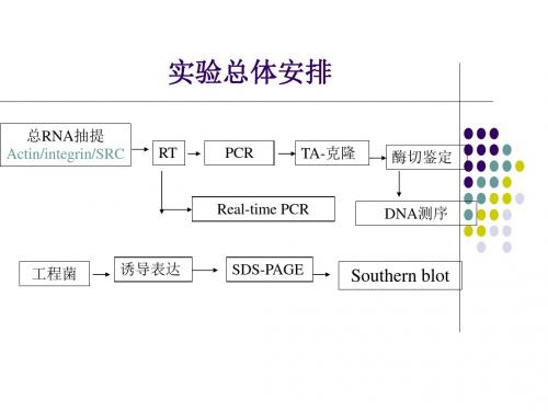 RNA提取RTPCR