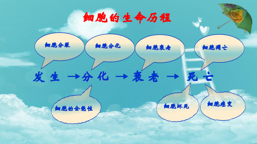 2021届高考生物细胞的分化、衰老、凋亡及癌变复习课件