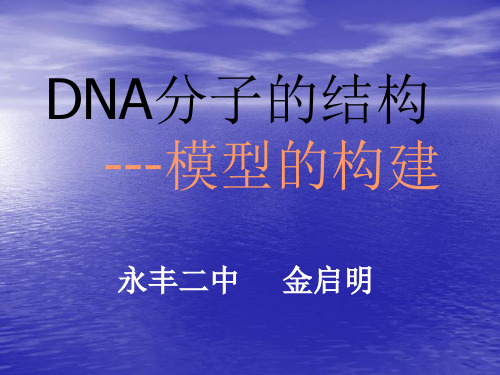 DNA分子的结构---模型的构建