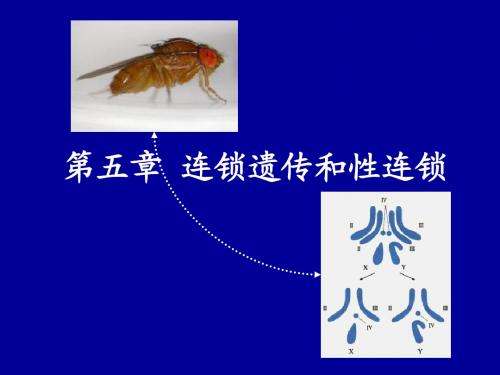 05 普通遗传学 连锁遗传和性连锁