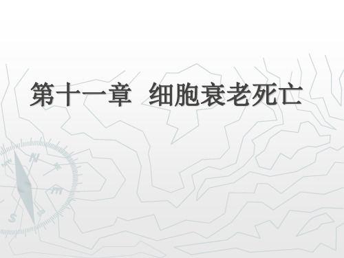 细胞生物学 细胞衰老死亡
