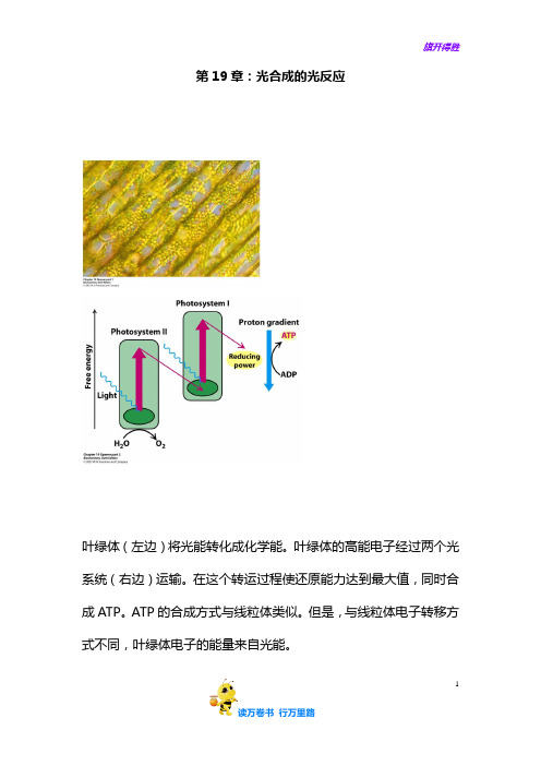 上海交大 中文翻译 生物化学课本：第19章 光合成系统的光反应