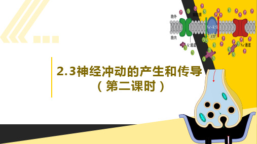 2.3 神经冲动的产生和传导(第二课时)(课件)高二生物(人教版2019选择性必修1)