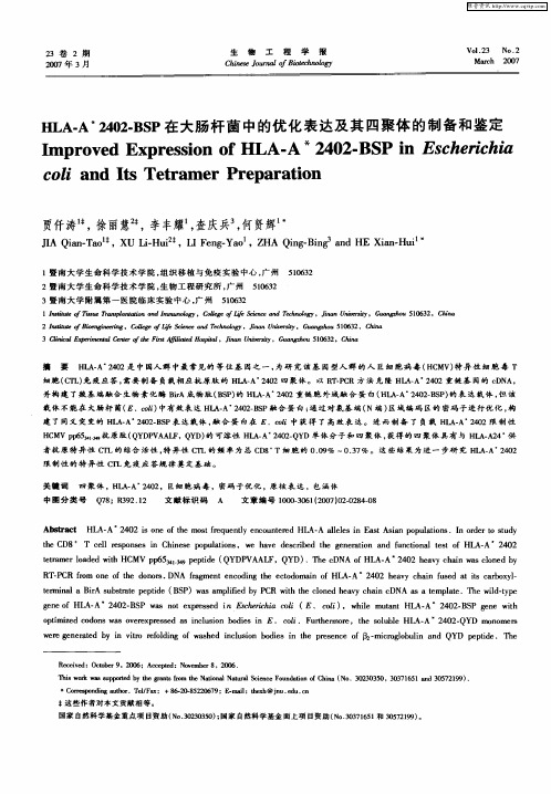 HLA-A ＊2402-BSP在大肠杆菌中的优化表达及其四聚体的制备和鉴定