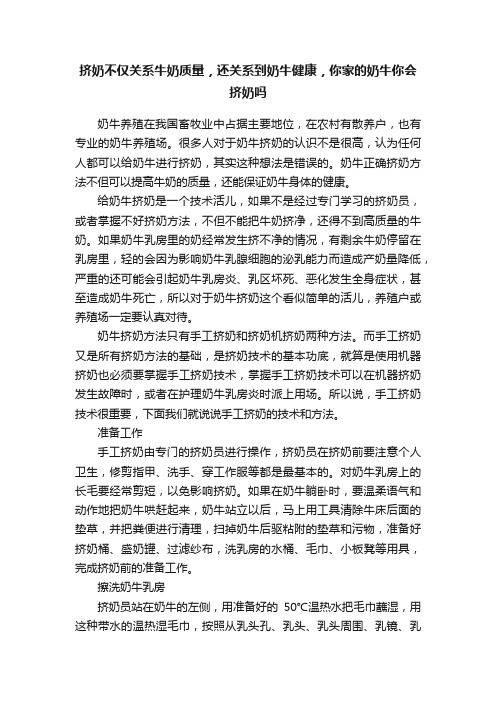 挤奶不仅关系牛奶质量，还关系到奶牛健康，你家的奶牛你会挤奶吗