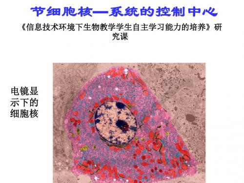 细胞核——系统的控制中心ppt15 人教课标版