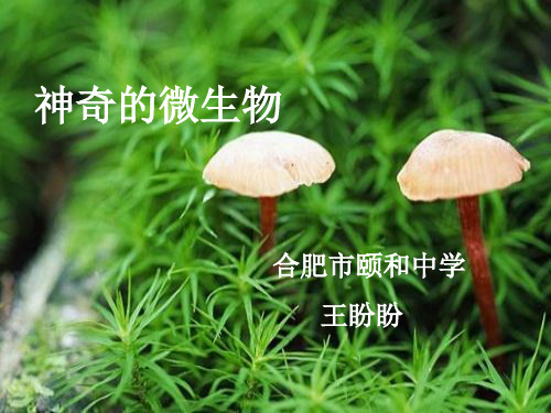 苏教版八年级上册生物：第三节 神奇的微生物