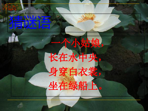 语文课件;3荷花第一课时(共22张PPT)(完美版课件)