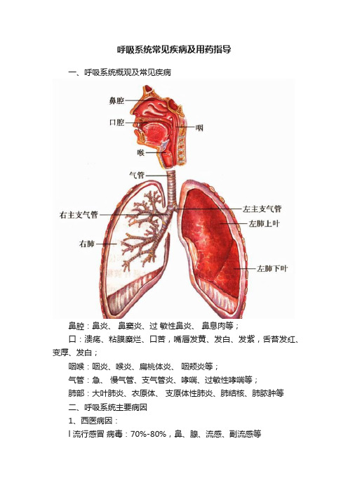 呼吸系统常见疾病及用药指导