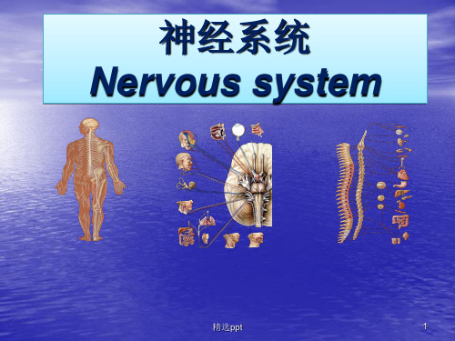 神经系统总论和脊髓(医学PPT)