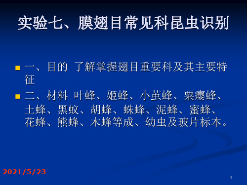 实验七、膜翅目常见科昆虫识别