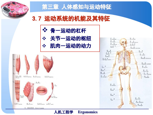 第三章人体感知与运动特征3