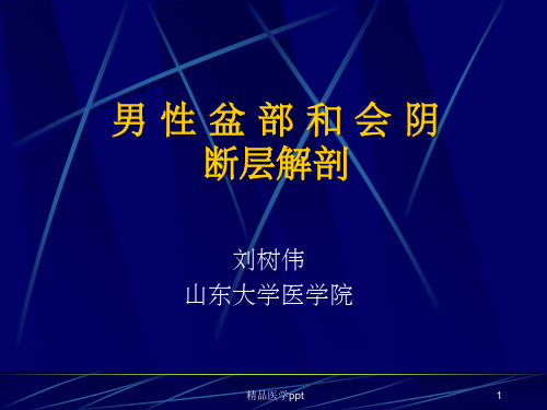 男性盆部和会阴断层解剖