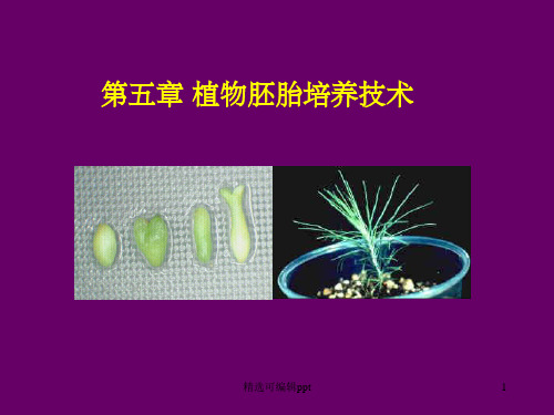 第五章 植物胚胎培养技术