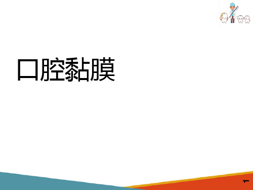 口腔黏膜—口腔黏膜的一般结构(口腔组织病理学课件)