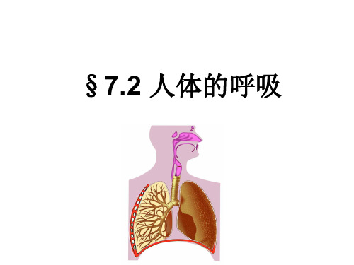 苏科版生物七上7.2《人体的呼吸》实用课件(共32张PPT)