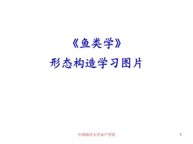 鱼类学 形态构造学习