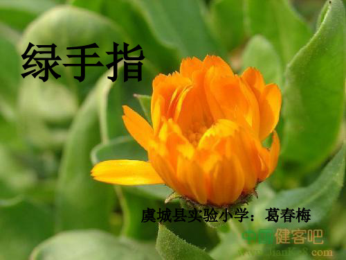 三年级下册语文《6.绿手指》 西南师大版