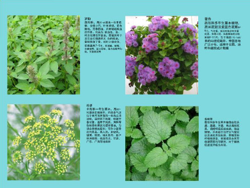 香花植物(分析“唇形科”文档)共5张PPT