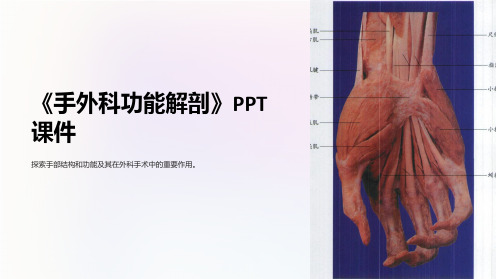 《手外科功能解剖》课件