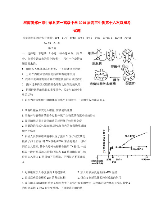 河南省郑州市中牟县第一高级中学2019届高三生物第十六次双周考试题
