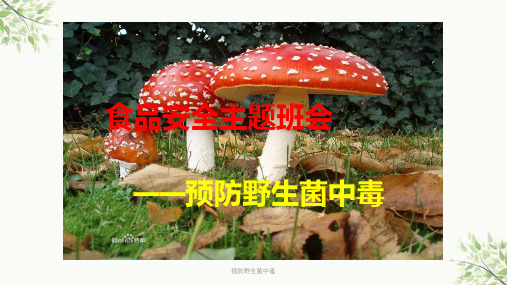 预防野生菌中毒课件