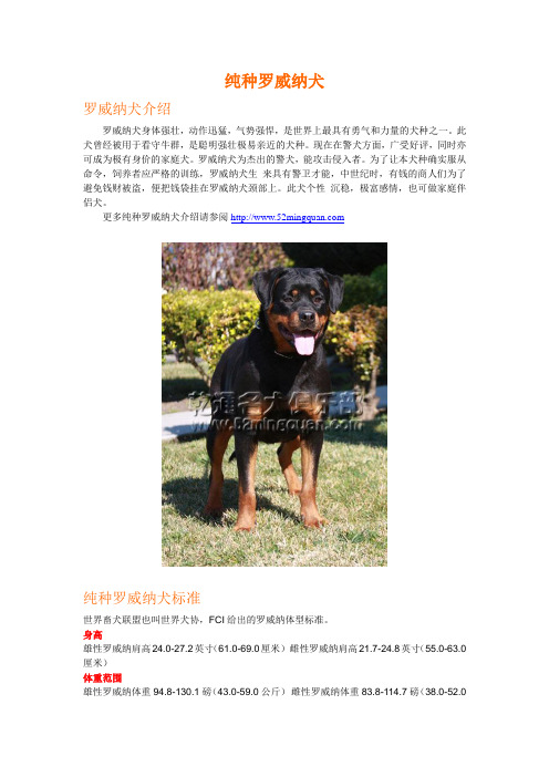 纯种罗威纳犬