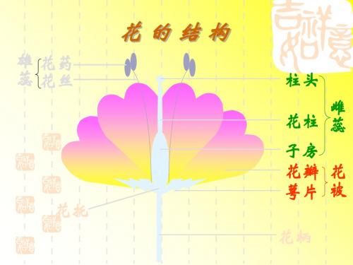 八年级上生物全册课件ppt(花的结构与类型等21个) 济南版3