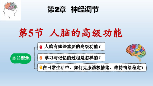 【课件】人脑的高级功能课件2022-2023学年高二上学期生物人教版选择性必修1