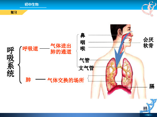 人教版生物七年级下册第四单元第三章第二节 发生在肺内的气体交换 课件(共22张PPT)(共22张PP