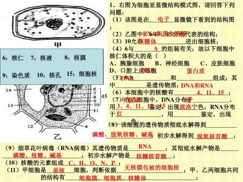 细胞膜的结构与功能