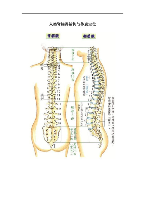 人类脊柱的结构和体表定位