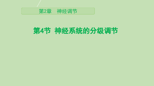 【课件】神经系统的分级调节课件 -2022-2023学年高二上学期生物人教版(2019)选择性必修1