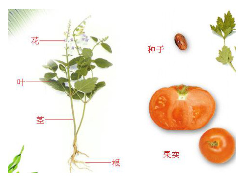 绿色植物的营养器官(2)