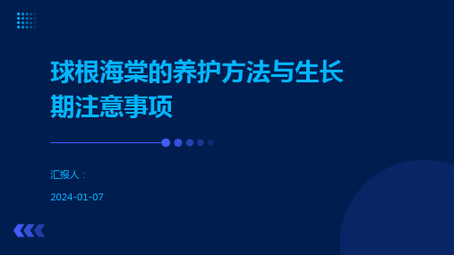 球根海棠的养护方法与生长期注意事项